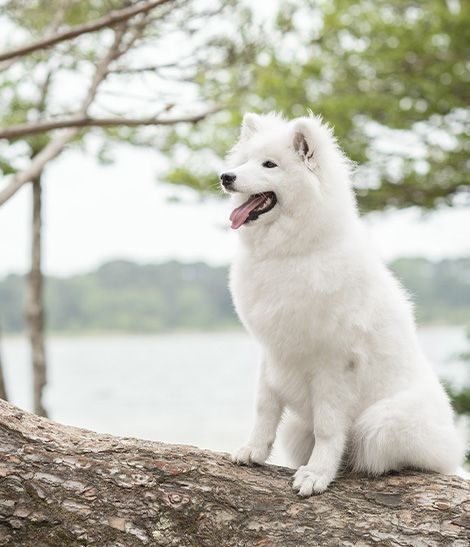 Samoyède devant un lac