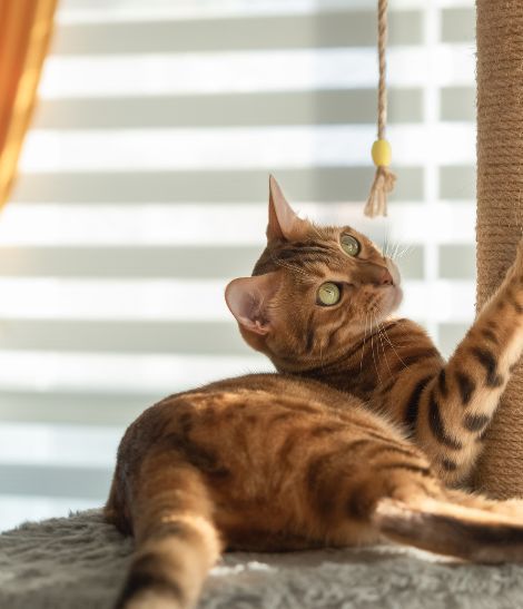 chat tabby jouant sur son arbre à chat