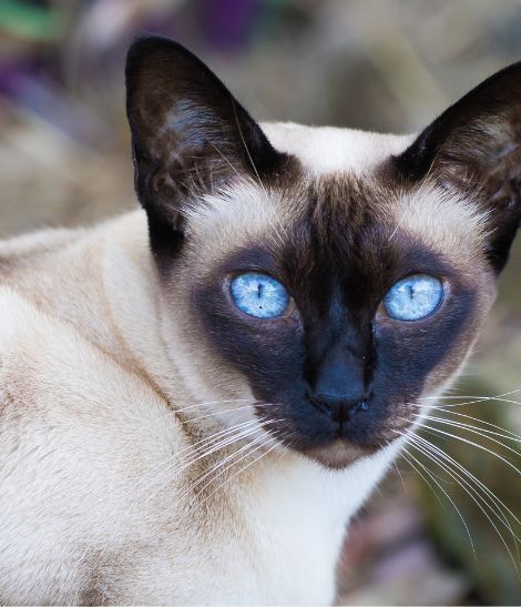 Tonkinois aux yeux bleus