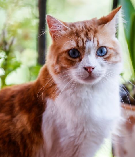 chat roux et blanc aux yeux bleus