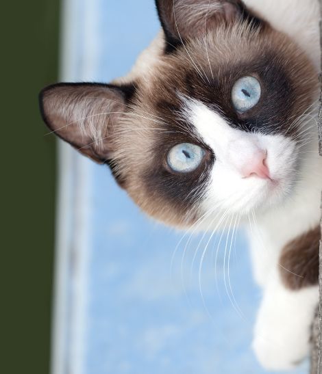 yeux leus chat snowshoe