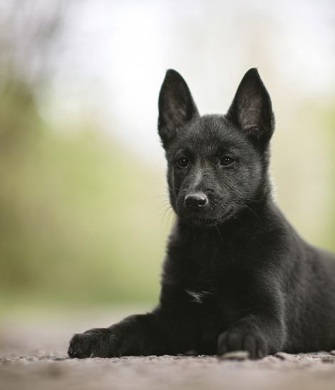 chiot malinois noir 