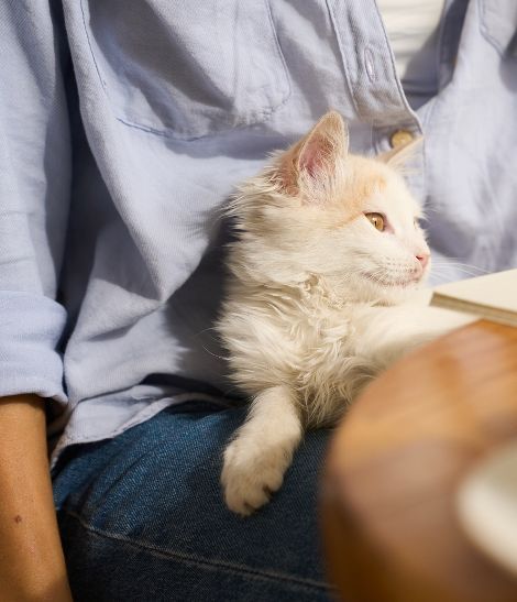 chat beige à poils longs couché sur un client dans un bar à chat