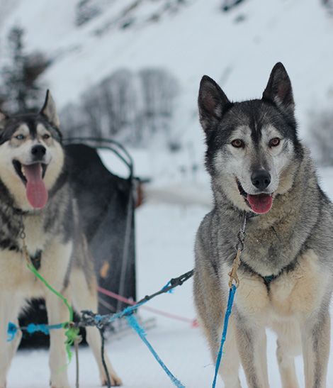 Chiens de traîneau en attelage