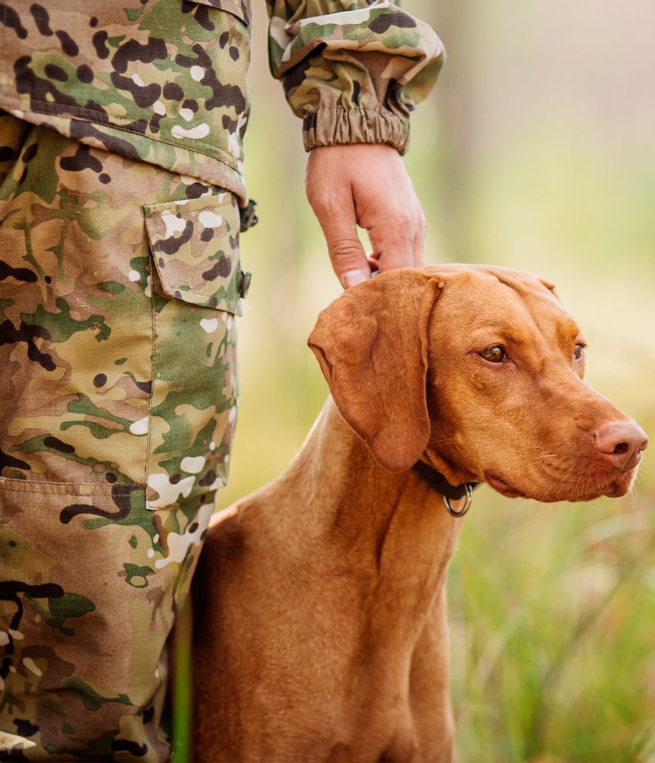 Les chiens de chasse : Guide complet