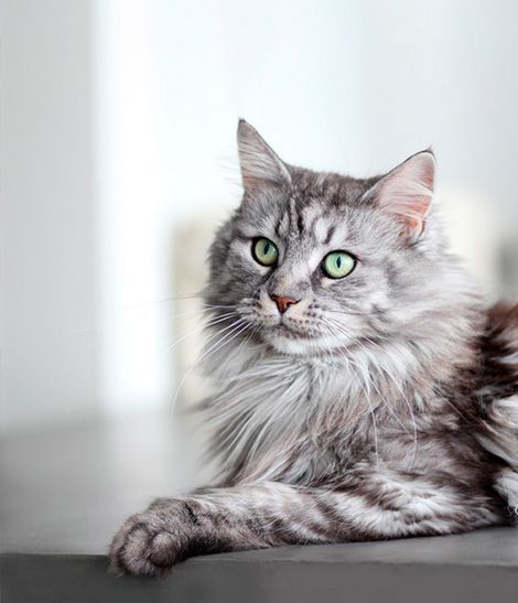 Maine Coon gris et blanc