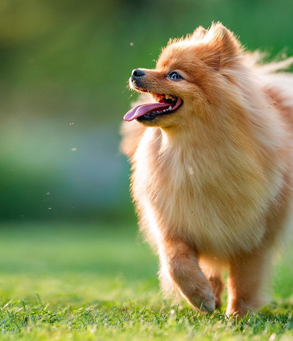 Le Spitz nain : prix, caractère, santé et alimentation