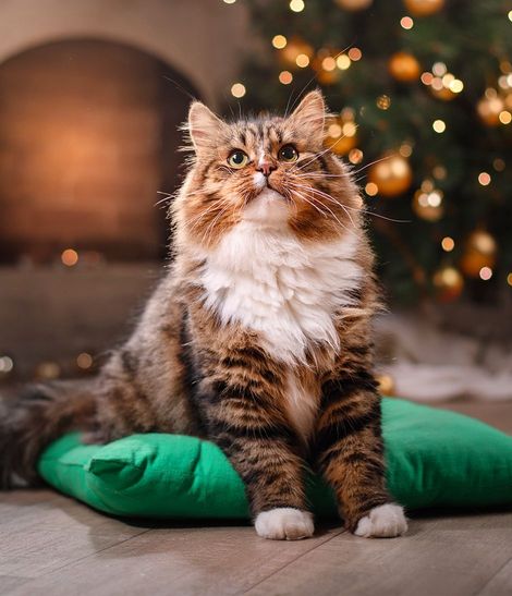 Chat assis sur un coussin devant un sapin de Noël
