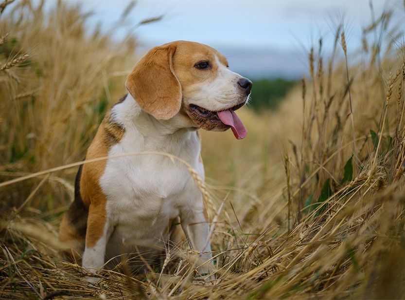 chien dans un champ