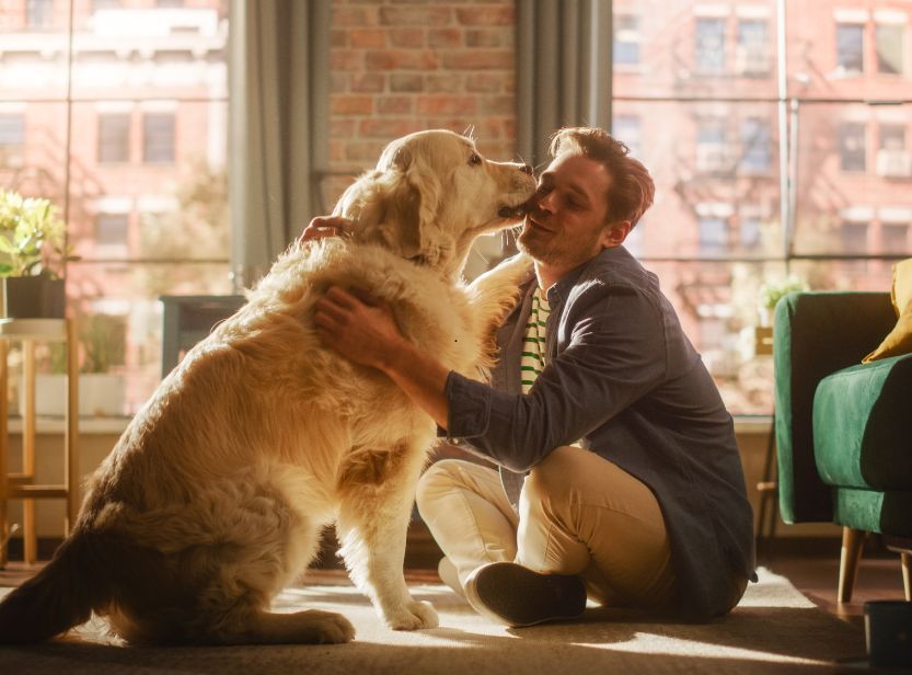 un Golden Retriever et son maître