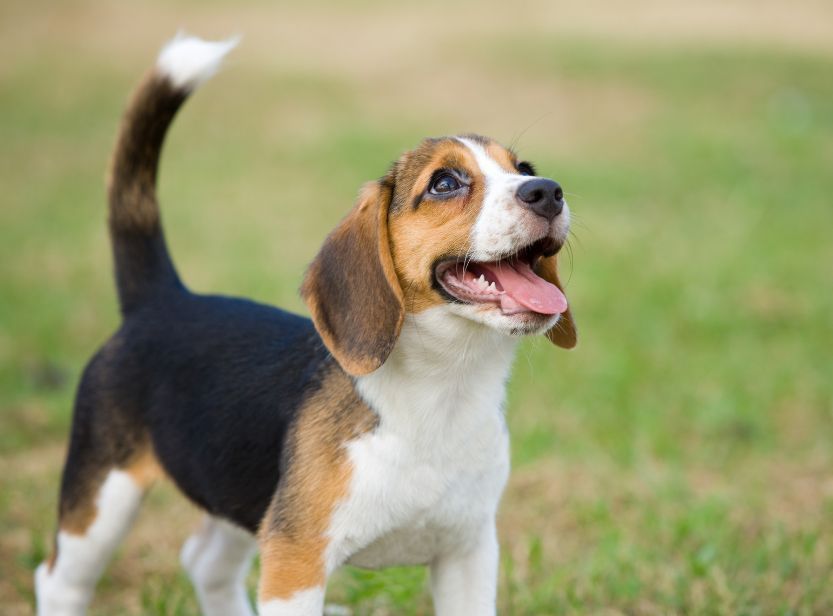 beagle chiot dans l'herbe