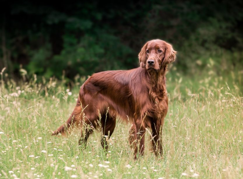 setter irlandais dans un champ