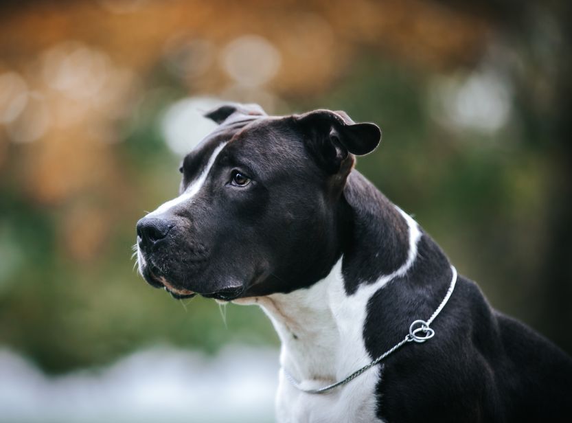 chien blanc et noir dans la nature