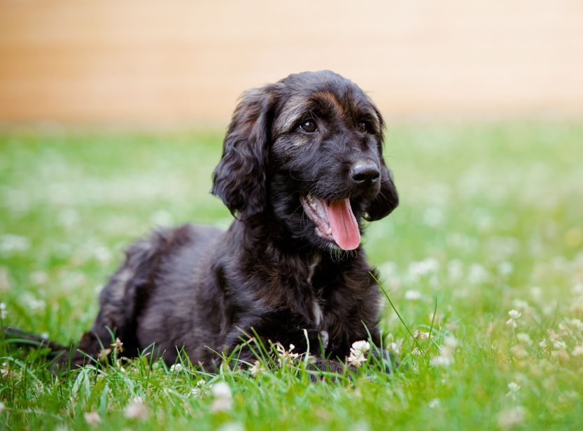 chiot allongé dans l'herbe