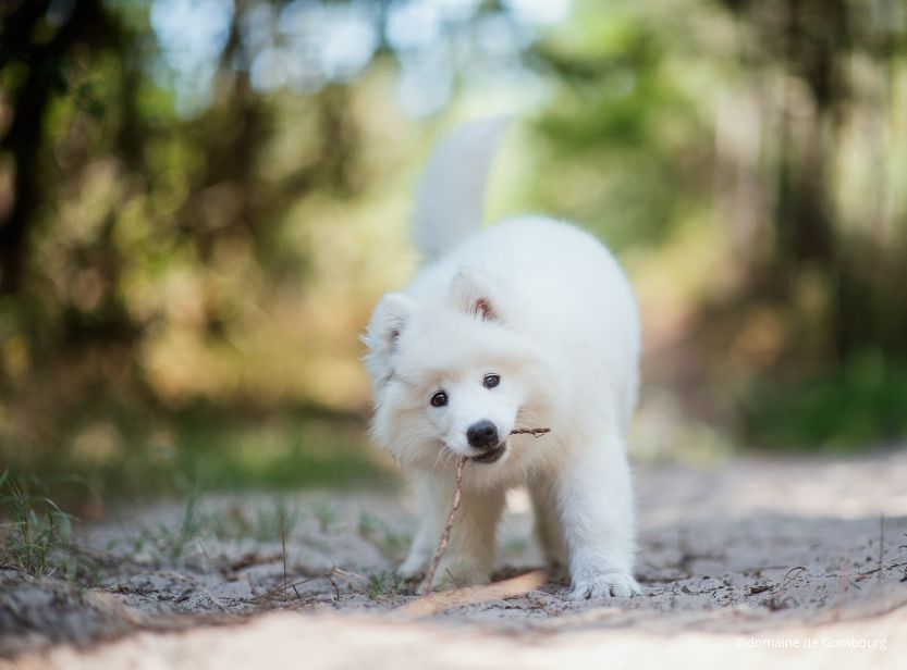 chiot samoyède jouant avec un baton