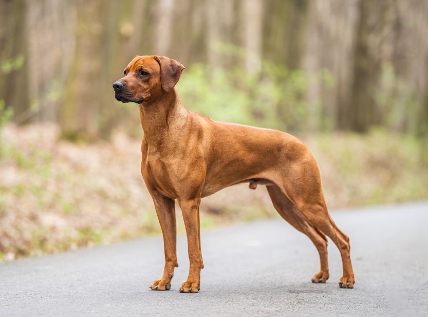 Rhodesian Ridgeback sur la route