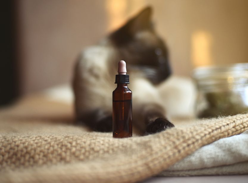 huile de chanvre dans une pipette devant un chat