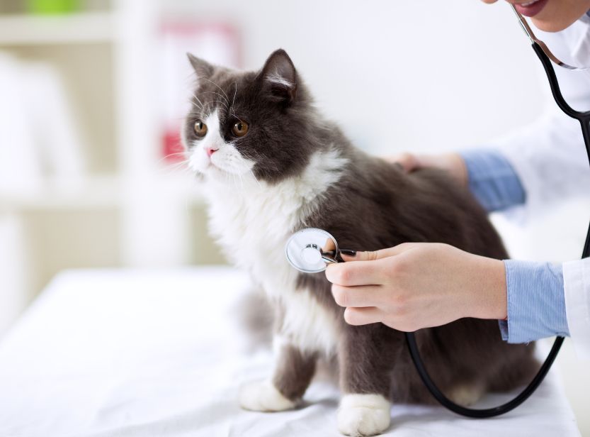 chat noir et blanc chez le vétérinaire
