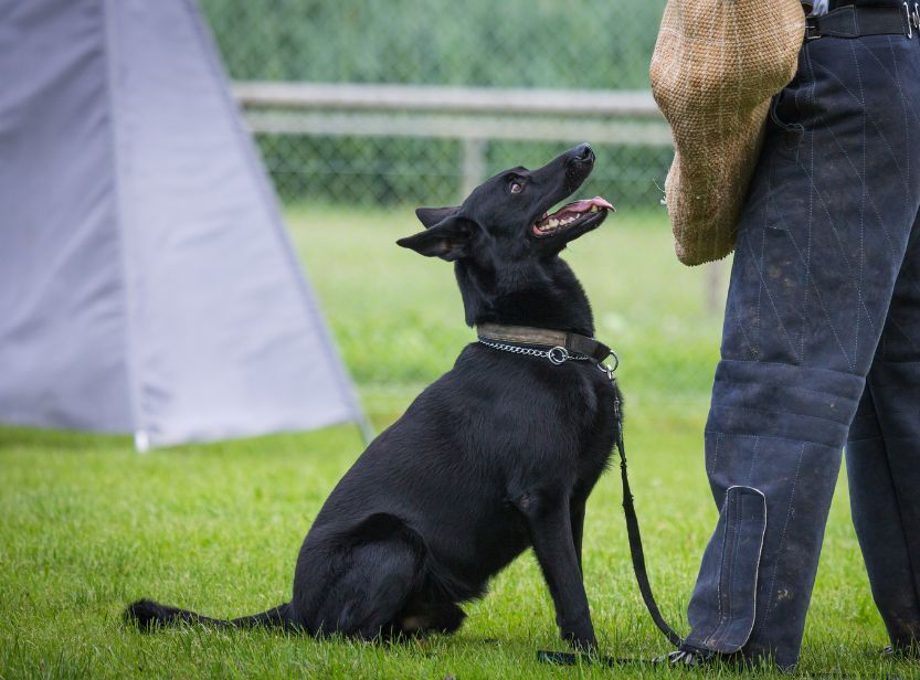 malinois noir et son maître dans un parc