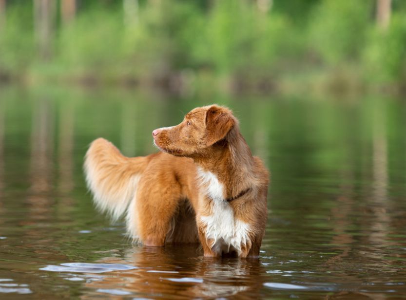 chien beige et blanc dans l'eau regardant vers la gauche