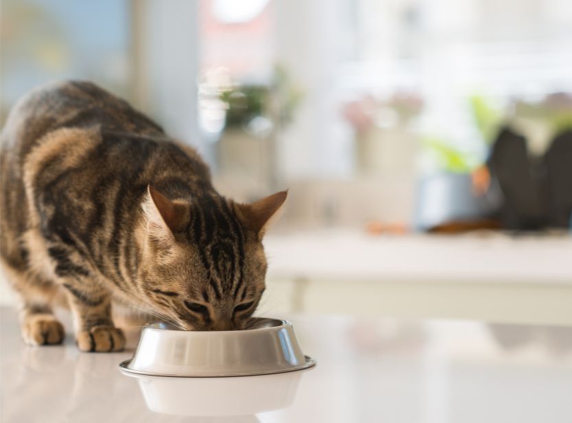 chat tabby mangeant dans sa gamelle