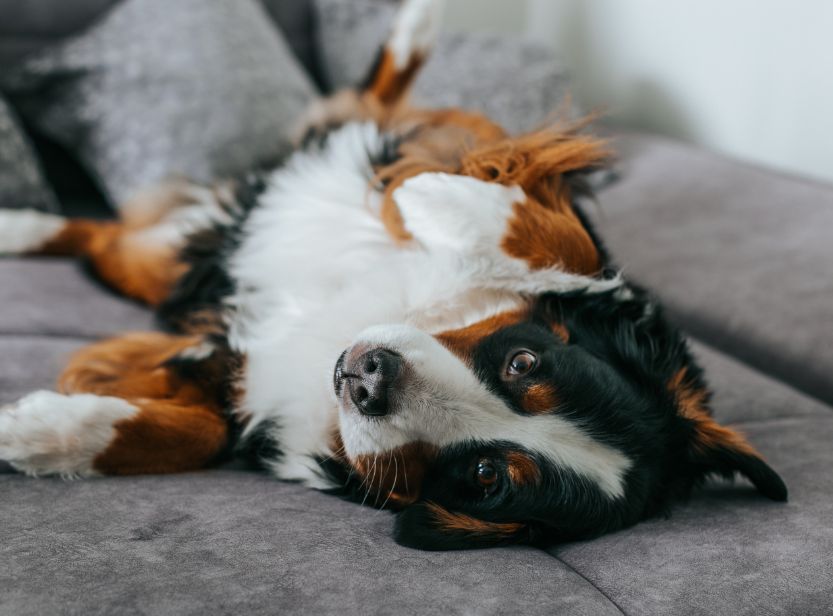 chien allongé sur un canapé