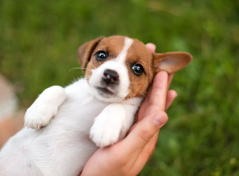 chiot dans les mains de son maître