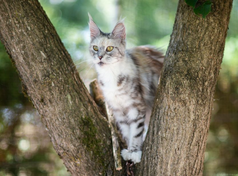 chat dans un arbre