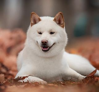 shiba inu blanc allongé dans la forêt