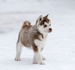 Husky chiot en extérieur