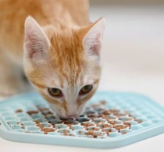 chat mangeant sur son tapis de nourriture