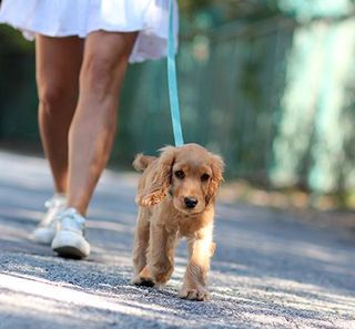 cocker anglais en promenade en laisse