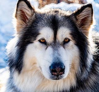 portrait malamute de l'alaska dans la neige