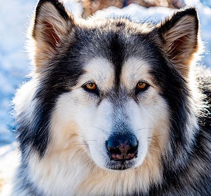 portrait malamute de l'alaska dans la neige