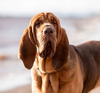 Chien de saint-hubert sur la plage