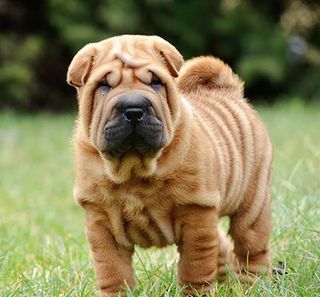 shar pei dans un champ