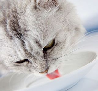 chat léchant une assiette