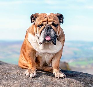 bulldog anglais dans la nature