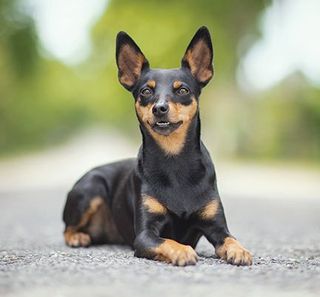 Pinscher nain allongé sur la route