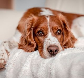 chien allongé sur un lit