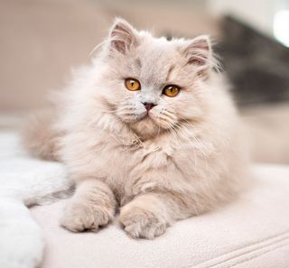 Chat à poil long couché sur un lit