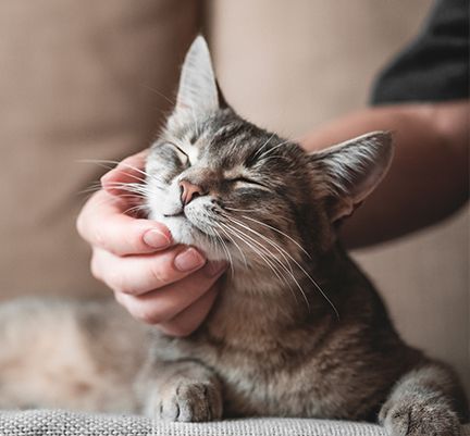 Chat ayant des allergies