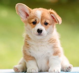 corgi chiot