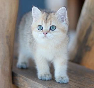 jeune chaton beige et blanc aux yeux verts sur une marche d'escalier