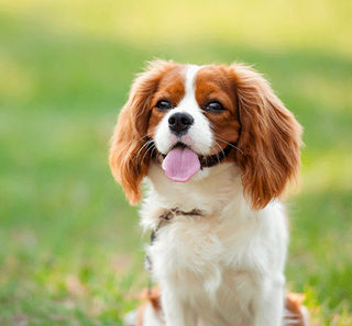 Arthrose chez le chien : Symptômes et traitement - Blog Ultra Premium Direct