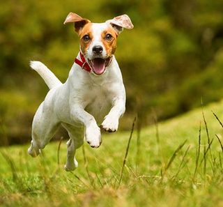 Chien jouant en extérieur