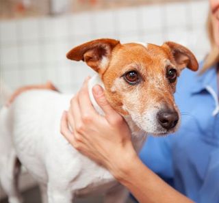 Chien chez le vétérinaire