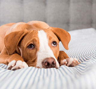 Chien malade, couché sur un lit