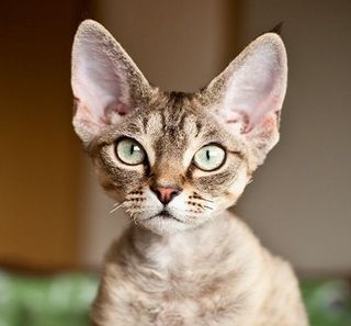 Devon Rex aux yeux verts en intérieur