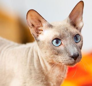 Peterbald beige